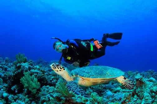 Diving in the Dominican Republic