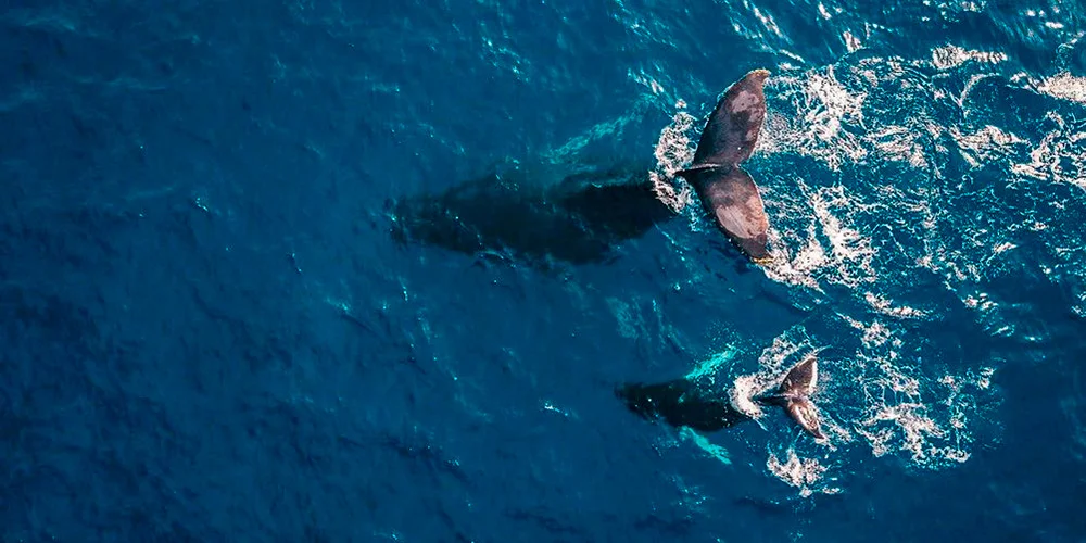 My Incredible Encounter With Whales, or "One in a Million"