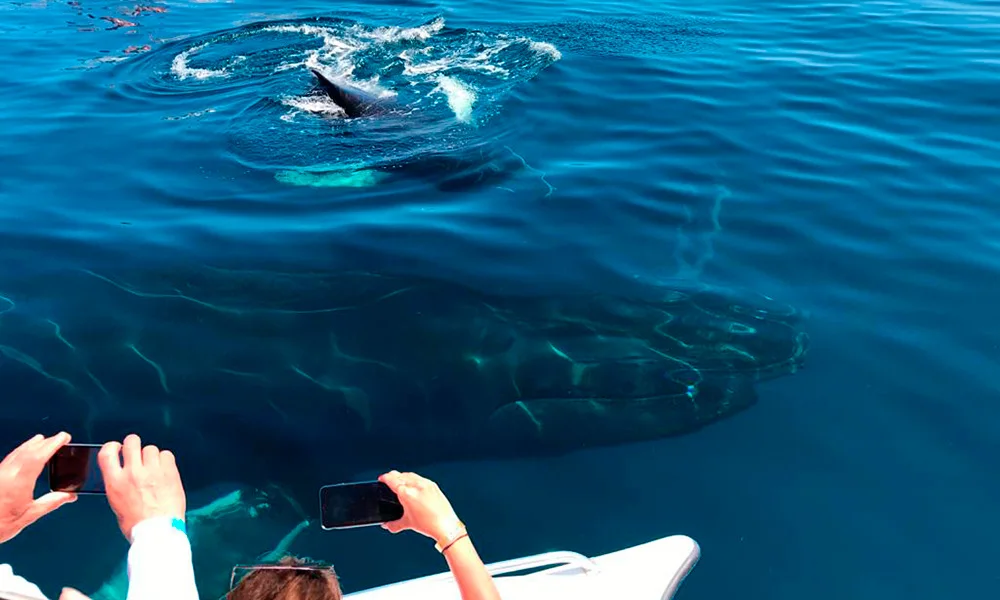 My Incredible Encounter With Whales, or "One in a Million"