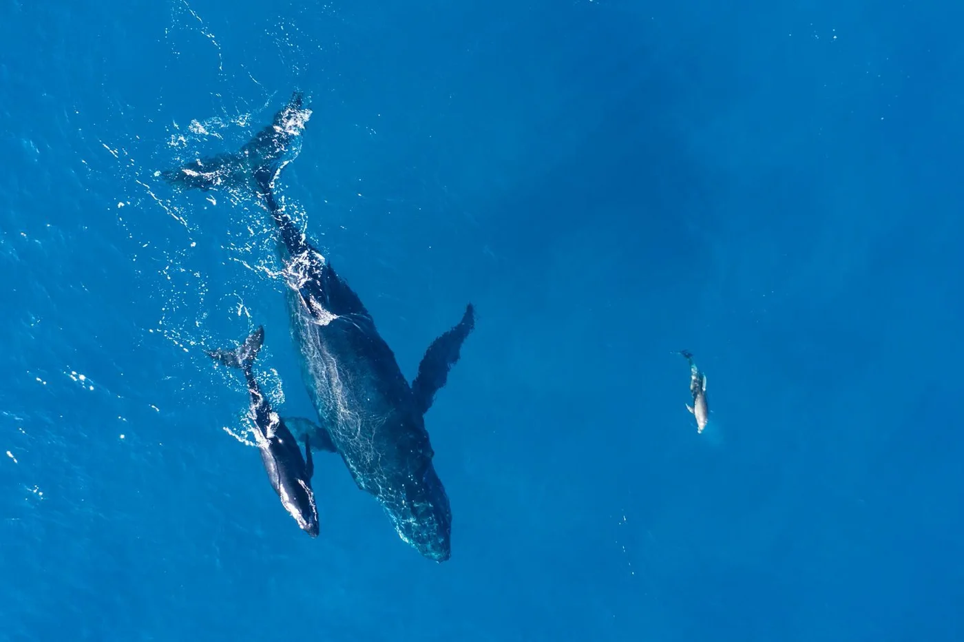 Humpback Whales in the Dominican Republic