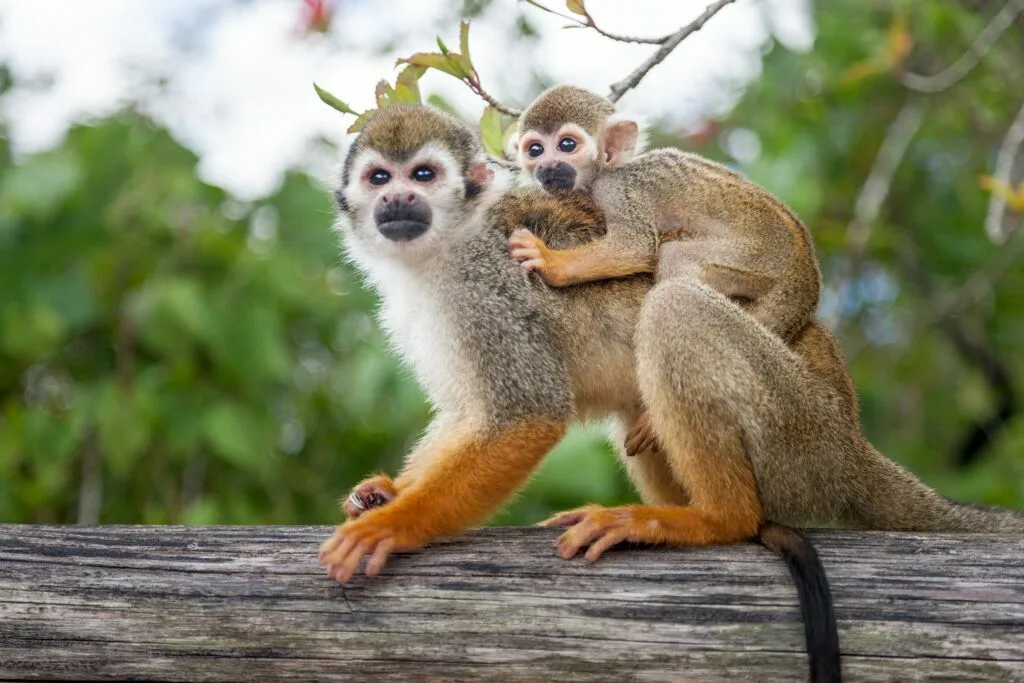 Парк обезьян Monkey Land